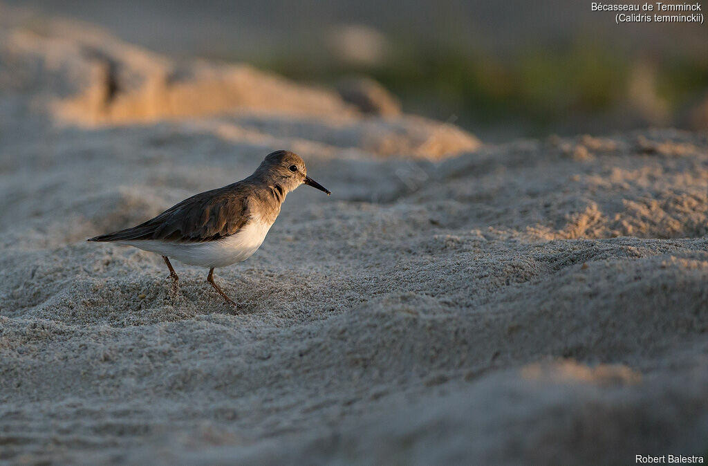 Temminck's Stint