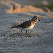 Temminck's Stint