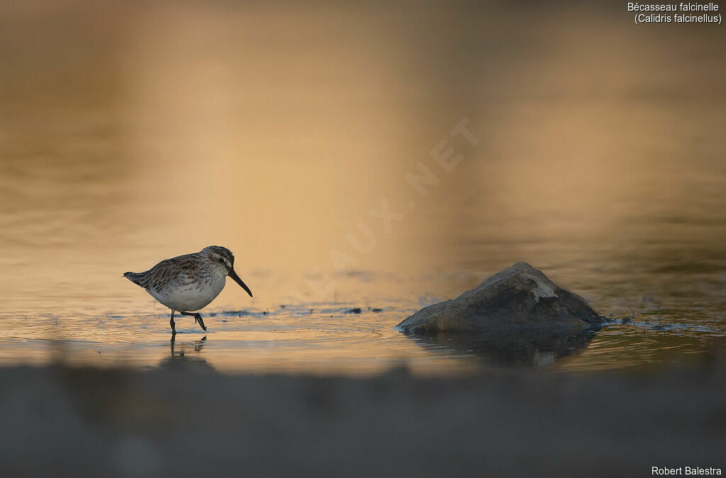 Broad-billed Sandpiper