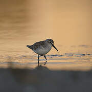 Broad-billed Sandpiper