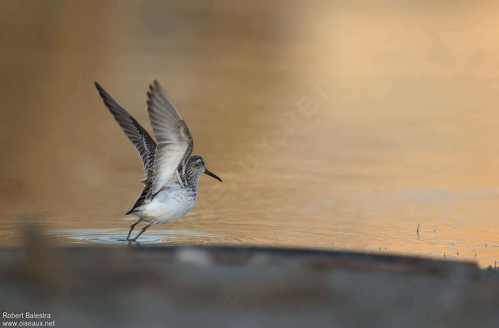 Broad-billed Sandpiper, Flight, Behaviour