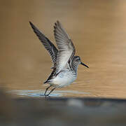 Broad-billed Sandpiper