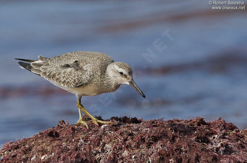 Red Knot