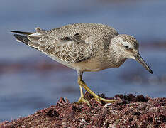 Red Knot