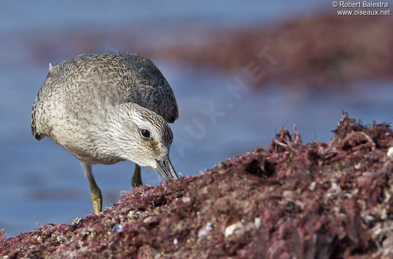 Red Knot