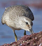 Red Knot