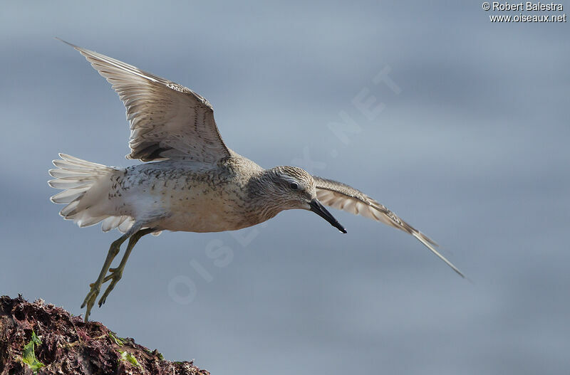 Red Knot