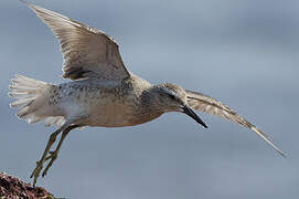 Red Knot