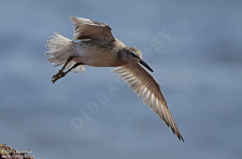 Red Knot, Flight