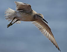 Red Knot