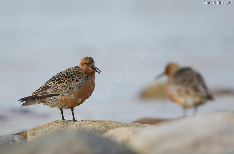 Red Knot