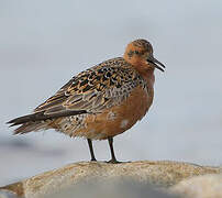 Red Knot