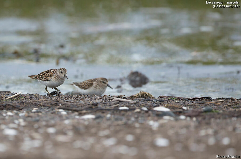 Least Sandpiper