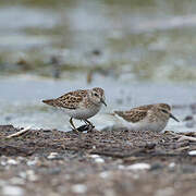 Least Sandpiper