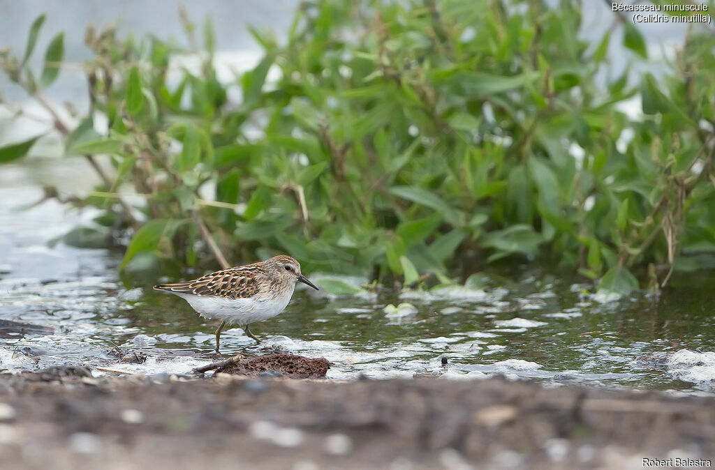 Least Sandpiper