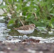 Least Sandpiper