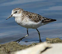 Little Stint