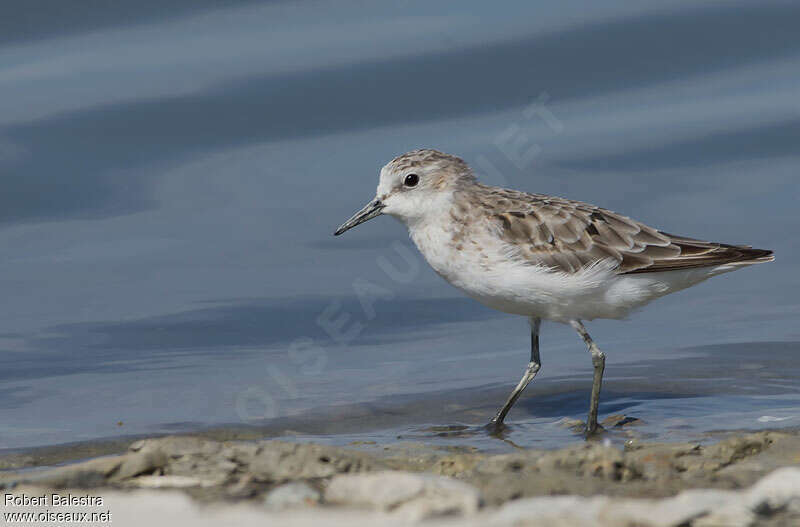 Little Stintadult post breeding, identification