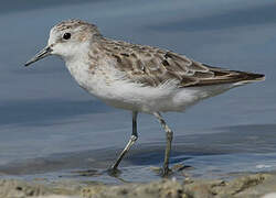 Little Stint