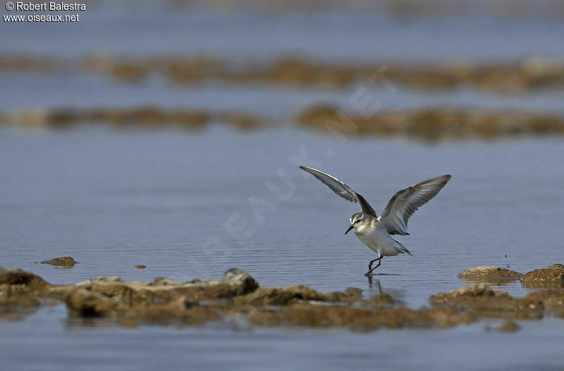 Little Stint