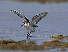 Little Stint