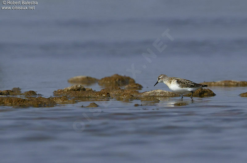 Little Stint