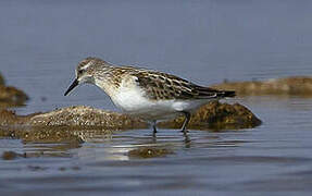 Little Stint