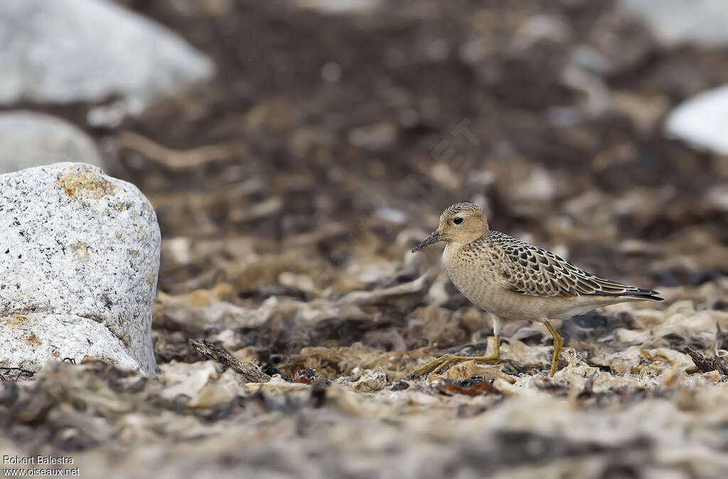 Buff-breasted SandpiperFirst year, habitat