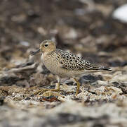 Buff-breasted Sandpiper