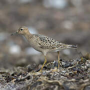 Buff-breasted Sandpiper