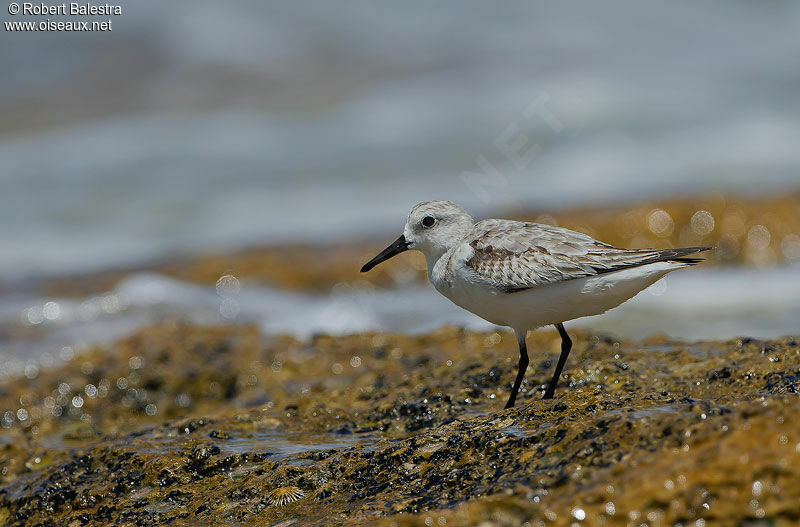 Sanderling