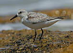 Bécasseau sanderling