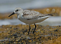 Bécasseau sanderling