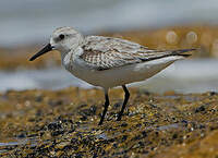 Bécasseau sanderling