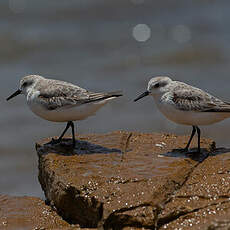 Bécasseau sanderling