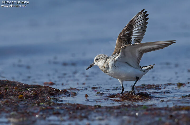 Bécasseau sanderling