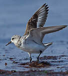 Bécasseau sanderling