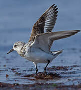 Bécasseau sanderling