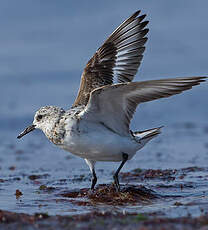 Bécasseau sanderling