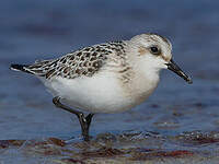 Bécasseau sanderling