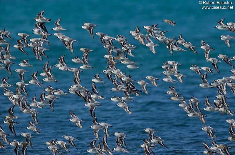 Sanderling