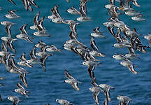 Bécasseau sanderling