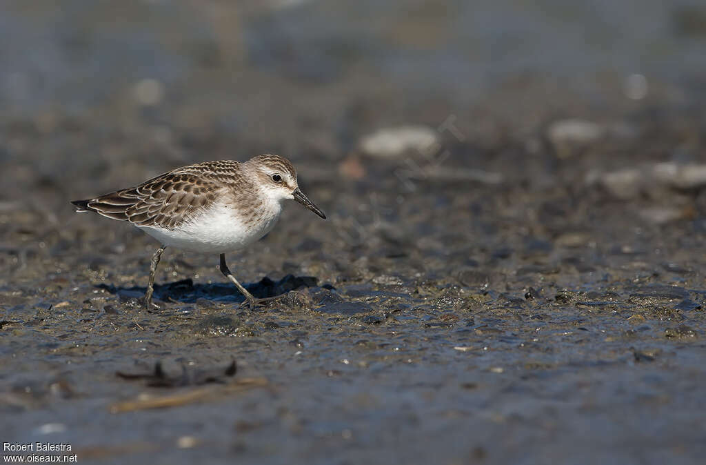 Semipalmated Sandpiperjuvenile