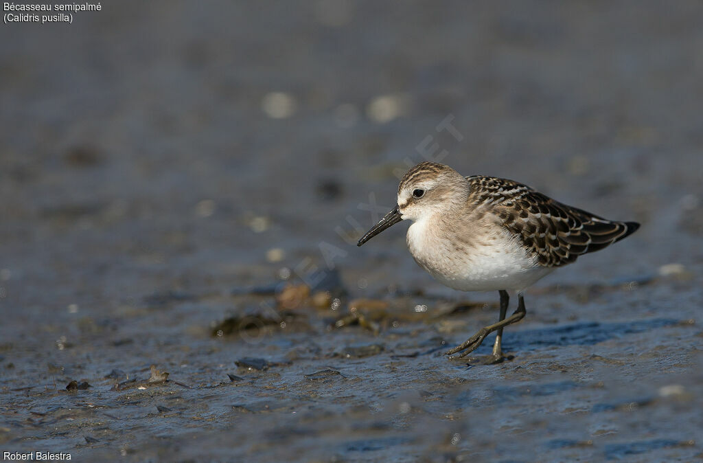 Semipalmated Sandpiper