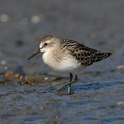 Semipalmated Sandpiper