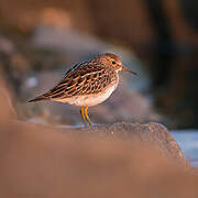 Pectoral Sandpiper