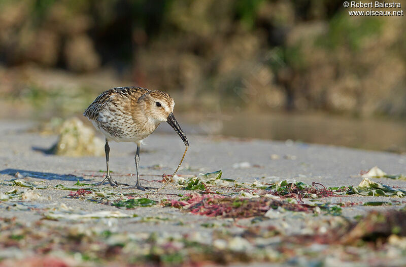 Bécasseau variable