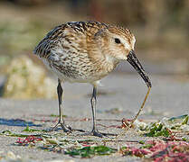 Dunlin