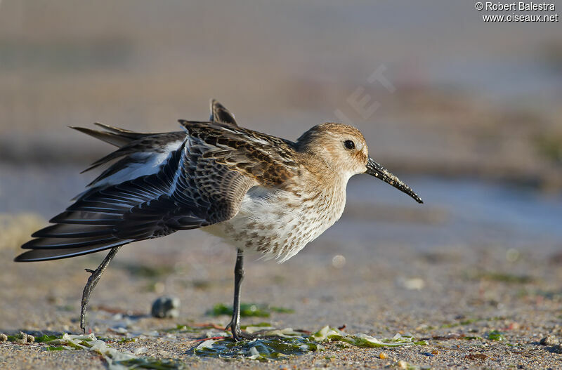 Bécasseau variable