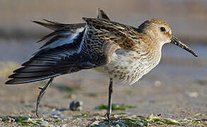 Dunlin